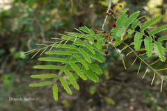 Acacia torta